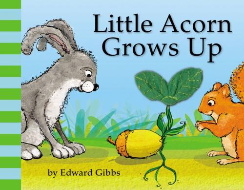 Cover of the book Little Acorn Grows Up by Edward Gibbs, Little, Brown Books for Young Readers