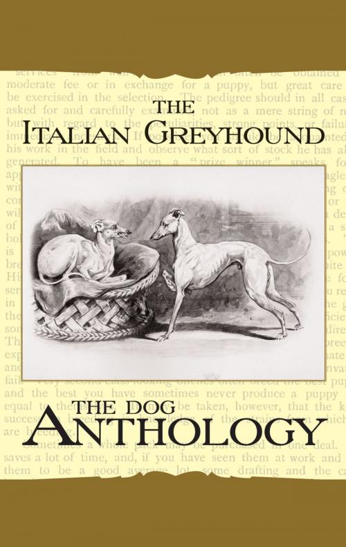 Cover of the book The Italian Greyhound: A Dog Anthology by Various Authors, Read Books Ltd.