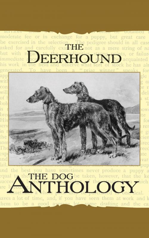 Cover of the book The Deerhound - A Dog Anthology (A Vintage Dog Books Breed Classic) by Various Authors, Read Books Ltd.