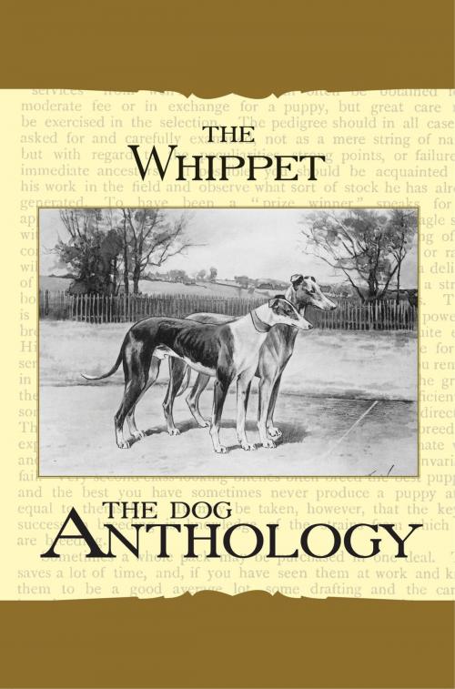 Cover of the book The Whippet - A Dog Anthology (A Vintage Dog Books Breed Classic) by Various Authors, Read Books Ltd.