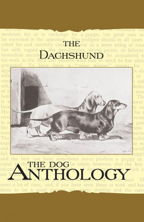 Cover of the book The Daschund - A Dog Anthology (A Vintage Dog Books Breed Classic) by Various Authors, Read Books Ltd.