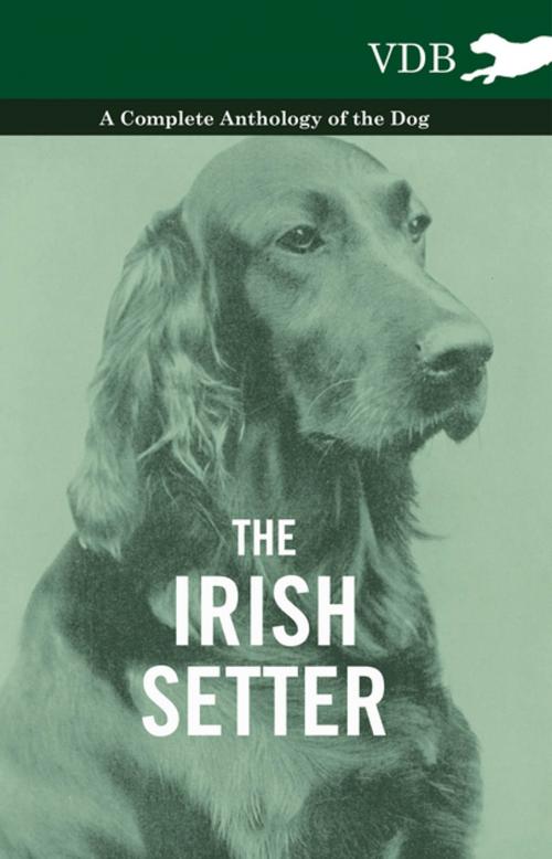 Cover of the book The Irish Setter - A Complete Anthology of the Dog by Various Authors, Read Books Ltd.