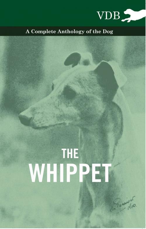 Cover of the book The Whippet - A Complete Anthology of the Dog by Various Authors, Read Books Ltd.
