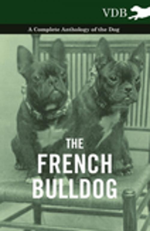 Cover of the book The French Bulldog - A Complete Anthology of the Dog by Various Authors, Read Books Ltd.