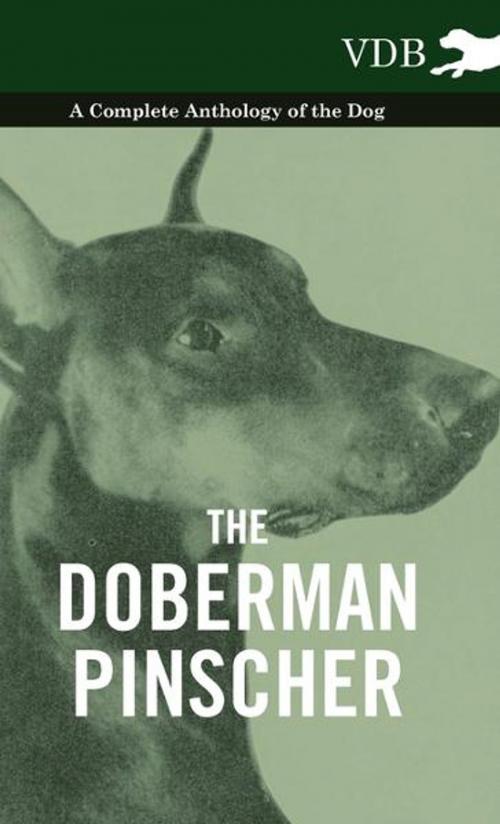 Cover of the book The Doberman Pinscher - A Complete Anthology of the Dog - by Various Authors, Read Books Ltd.
