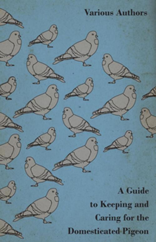 Cover of the book A Guide to Keeping and Caring for the Domesticated Pigeon by Various Authors, Read Books Ltd.