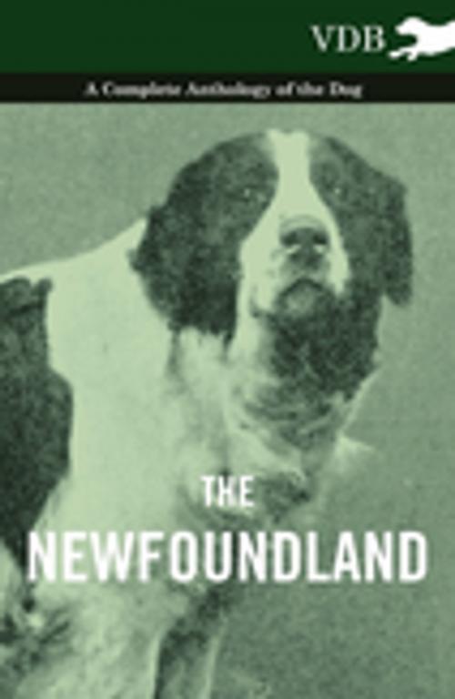 Cover of the book The Newfoundland - A Complete Anthology of the Dog by Various Authors, Read Books Ltd.