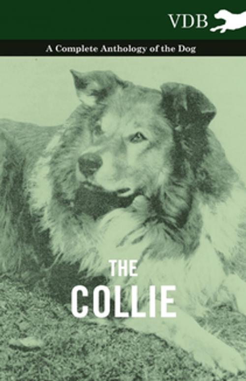 Cover of the book The Collie - A Complete Anthology of the Dog - by Various Authors, Read Books Ltd.