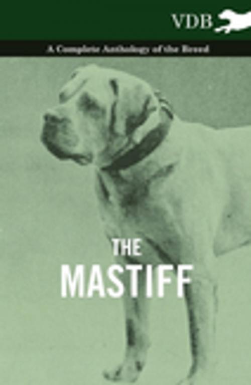 Cover of the book The Mastiff - A Complete Anthology of the Breed by Various Authors, Read Books Ltd.