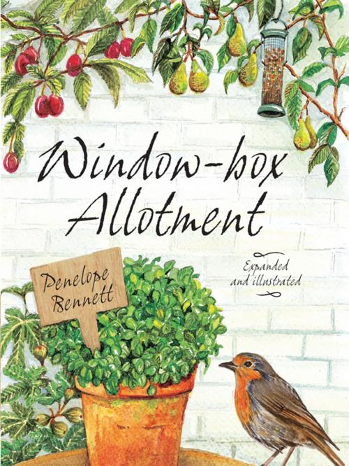 Cover of the book Window-box Allotment by Penelope Bennett, Clive Boursnell, Frances Lincoln