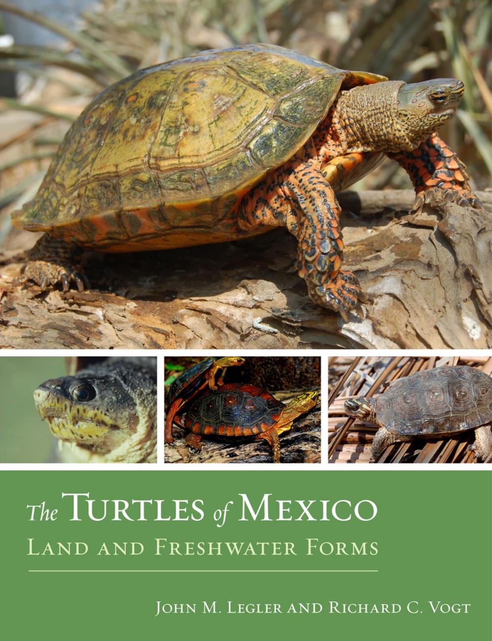 Big bigCover of The Turtles of Mexico