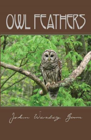 Cover of the book Owl Feathers by Judy Quitoriano