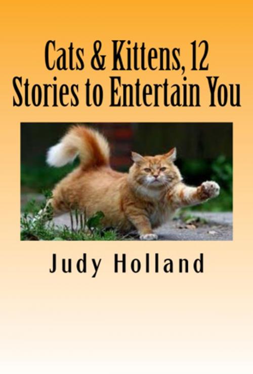 Cover of the book Cats & Kittens, 12 Stories to Entertain You by Judy Holland, Vince Stead