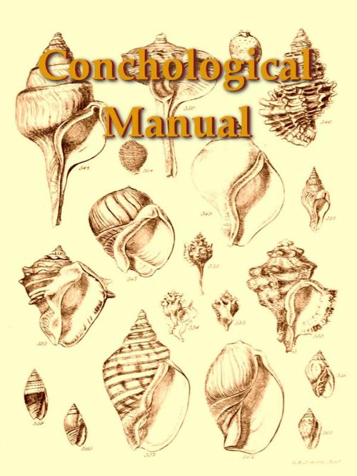 Cover of the book A Conchological Manual by George Brettingham Sowerby, VolumesOfValue