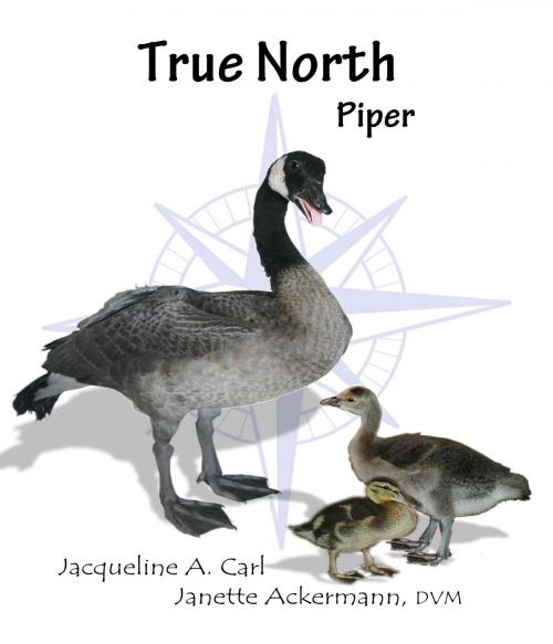 Cover of the book True North by Jacqueline Carl, Jacqueline Carl