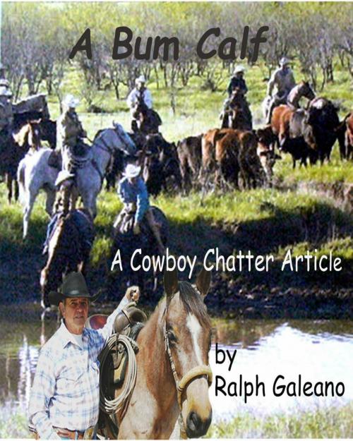Cover of the book A Bum Calf A Cowboy Chatter Article by Ralph Galeano, Ralph Galeano