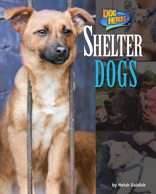 Cover of the book Shelter Dogs by Meish Goldish, Bearport Publishing