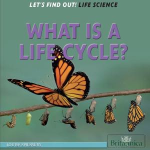 Cover of the book What Is a Life Cycle? by John P Rafferty