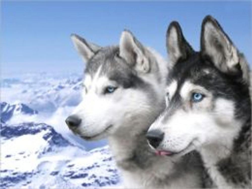 Big bigCover of A Beginners Guide to Siberian Huskys