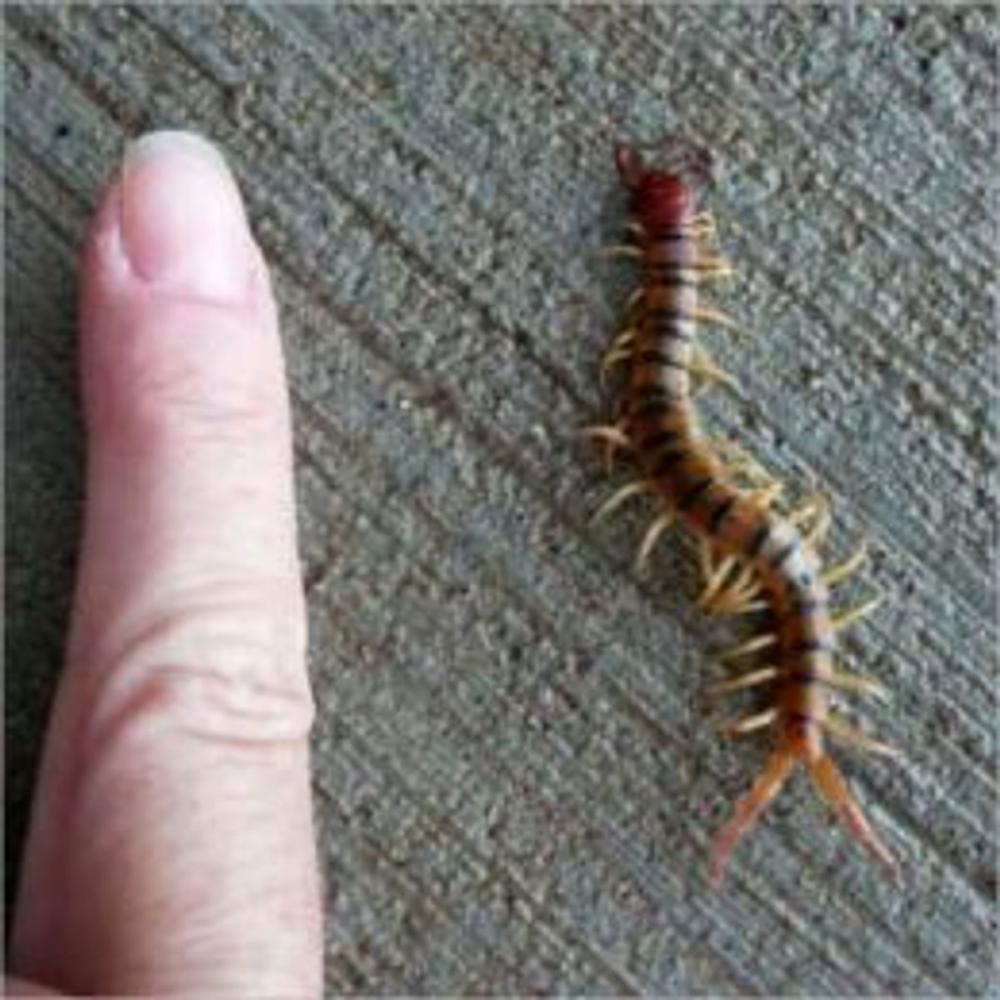 Big bigCover of A Crash Course on How to Get Rid of Centipedes