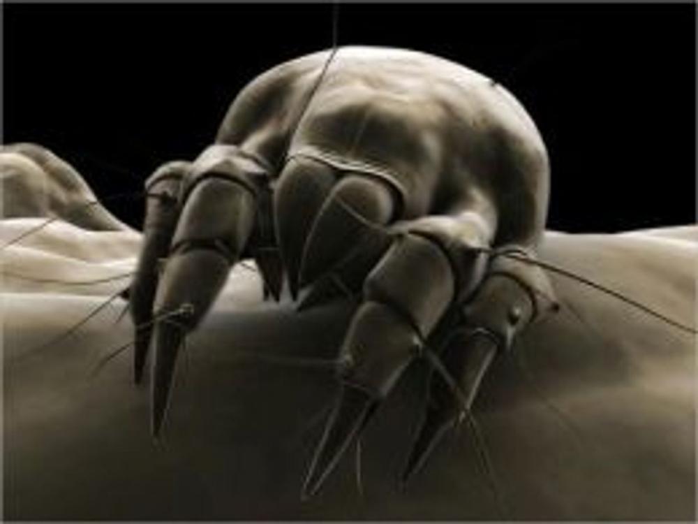 Big bigCover of A Crash Course on How to Get Rid of Dust Mites