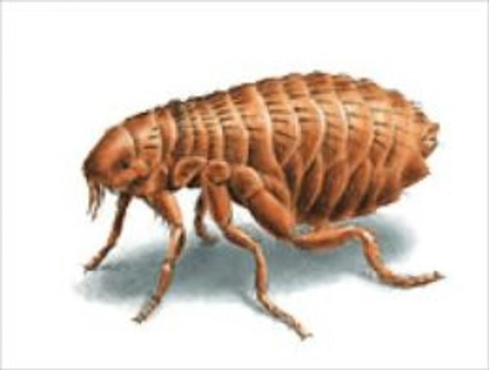 Big bigCover of A Crash Course on How to Get Rid of Fleas
