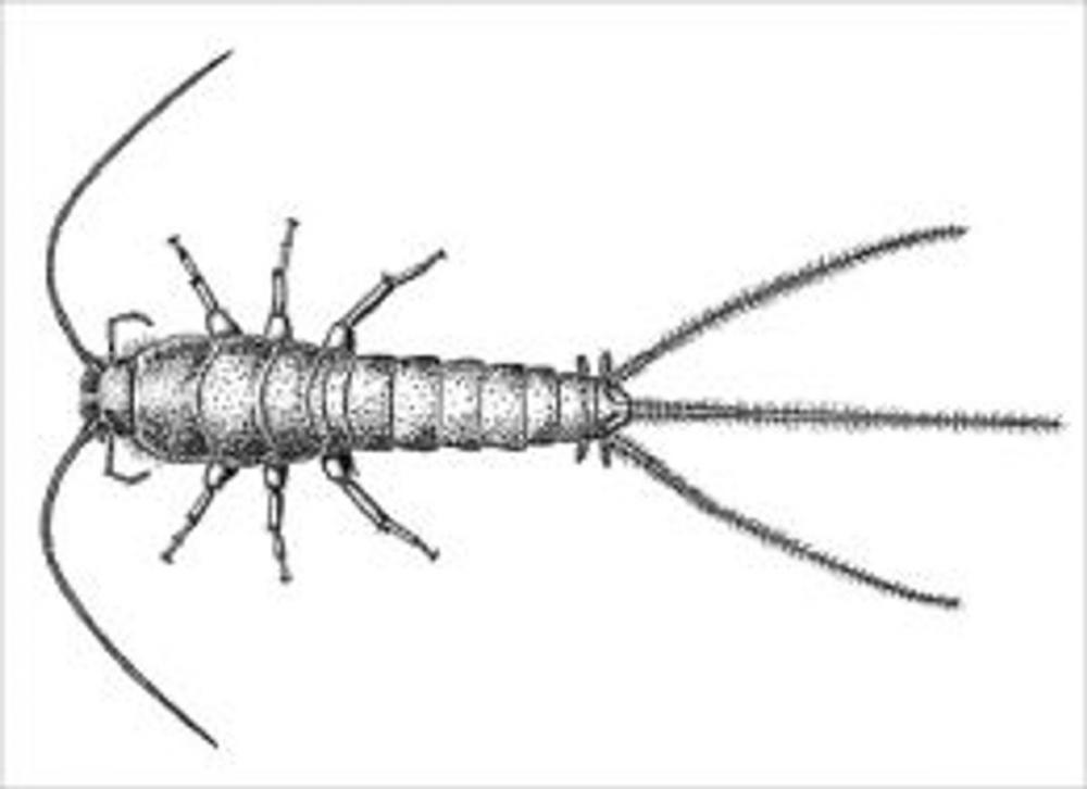 Big bigCover of A Crash Course on How to Get Rid of Silverfish
