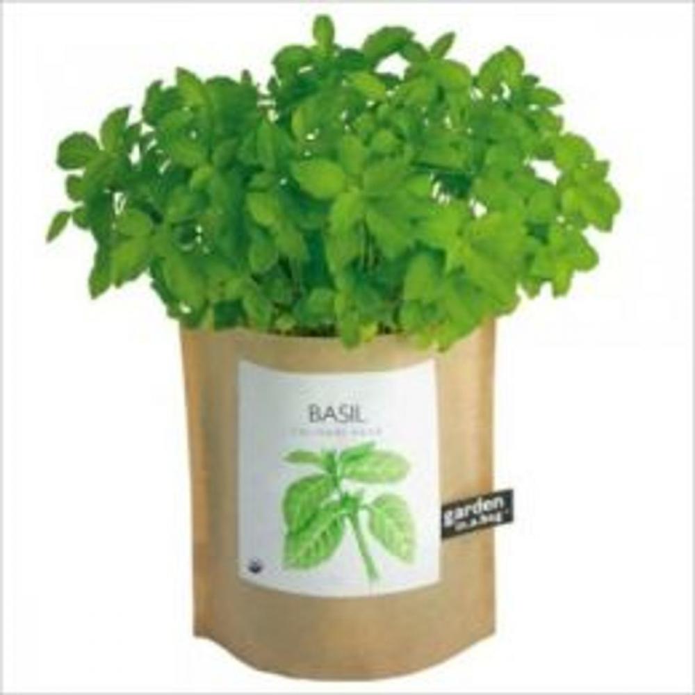 Big bigCover of A Crash Course on How to Grow Basil