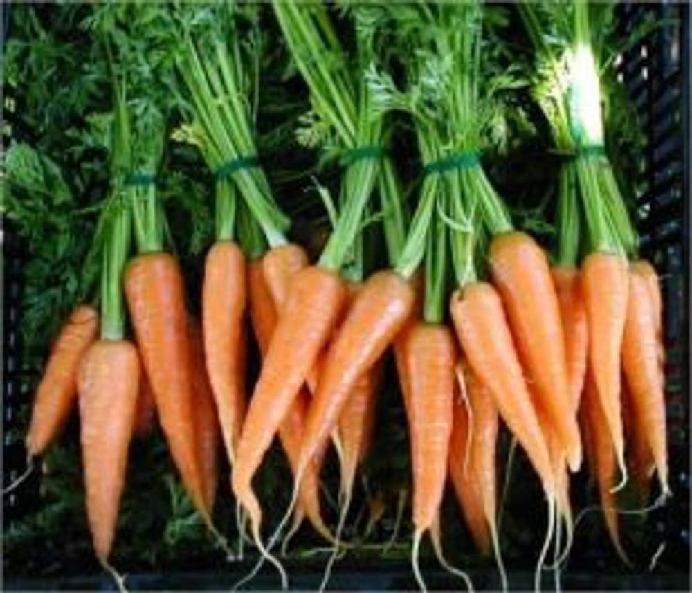 Big bigCover of A Crash Course on How to Grow Carrots