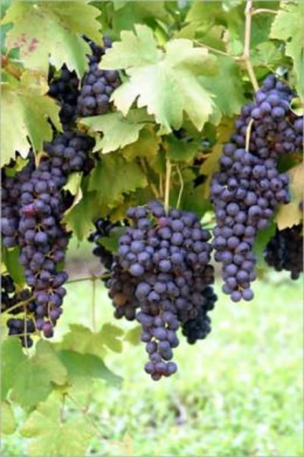 Big bigCover of A Crash Course on How to Grow Grapes