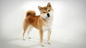 bigCover of the book A Beginners Guide to Shiba-Inus by 