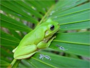 bigCover of the book A Beginners Guide to Tree Frog Care by 