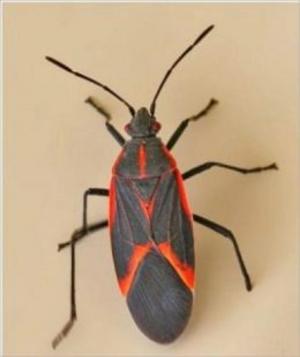 Cover of the book A Crash Course on How to Get Rid of Box Elder Bugs by Kristine Blair