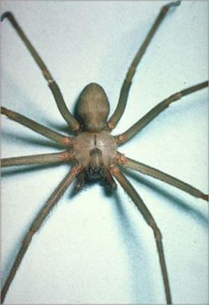 Cover of the book A Crash Course on How to Get Rid of Brown Recluse Spiders by Lucy Whitmore