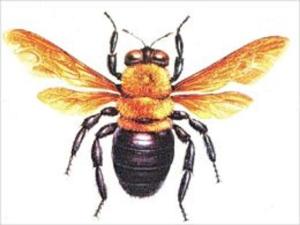 Cover of the book A Crash Course on How to Get Rid of Carpenter Bees by Grady Caldwell