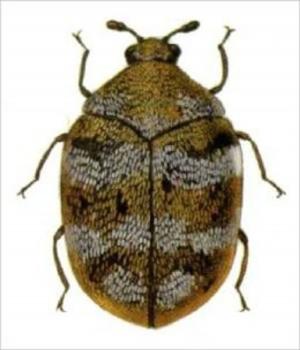 bigCover of the book A Crash Course on How to Get Rid of Carpet Beetles by 