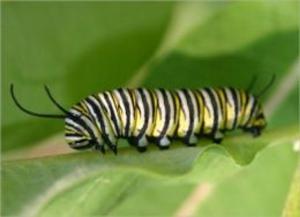 Cover of A Crash Course on How To Get Rid of Caterpillars