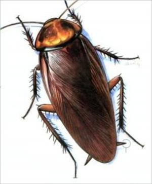 Cover of the book A Crash Course on How to Get Rid of Cockroaches by Billy Thompson