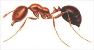 Cover of the book A Crash Course on How to Get Rid of Fire Ants by Alla Yuen
