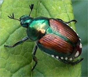 Cover of the book A Crash Course on How to Get Rid of Japanese Beetles by Lily Thoms