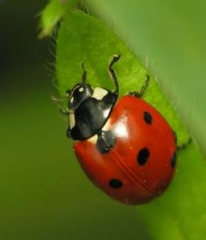 Book cover of A Crash Course on How to Get Rid of Lady Bugs