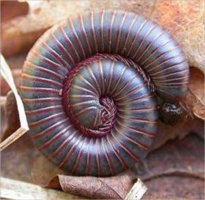 Cover of the book A Crash Course on How to Get Rid of Millipedes by Linda Besch