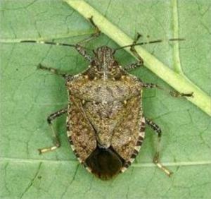 Cover of the book A Crash Course on How to Get Rid of Stink Bugs by Jeannette Newton