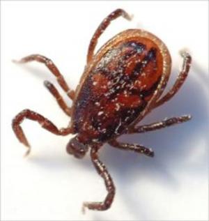 Cover of the book A Crash Course on How to Get Rid of Ticks by Spike Owen