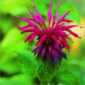 Cover of the book A Crash Course on How to Grow Bee Balm by Larry Higgins