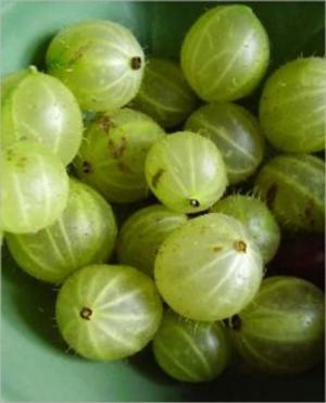 Book cover of A Crash Course on How to Grow Gooseberries