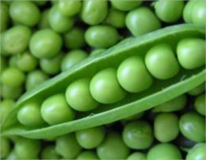 Cover of the book A Crash Course on How to Grow Peas by Adam Bennett