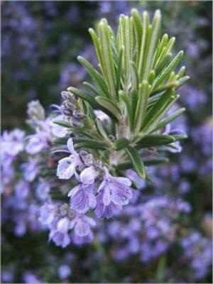 Cover of the book A Crash Course on How to Grow Rosemary by Rebecca Benche