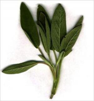 Cover of the book A Crash Course on How to Grow Sage by Stephen Meyers