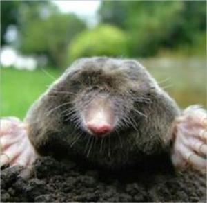 Cover of the book A Quick and Easy Guide on How to Get Rid of Moles by Carl Fitzsimmons